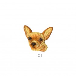 Tete chihuahua - Chihuahua