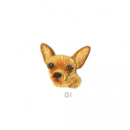Tete chihuahua - Chihuahua