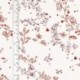 Tissu Fleurs Coton 57fils Rouge