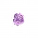 Rose - Violet