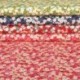 Tissu Coton Imprimé Tana Flower Rouge