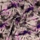 Tissu Viscose Impression Digitale Tie and Dye Violet
