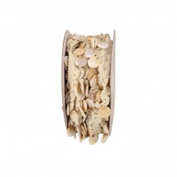 Galon frange coquillages Ecru