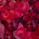 Tissu Serge de Viscose Imprimé Floral Rose 