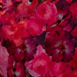 Tissu Serge de Viscose Imprimé Floral Rose 